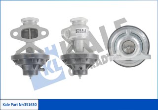 Kale 351630