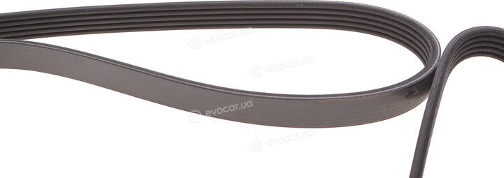 Dayco 5PK1800