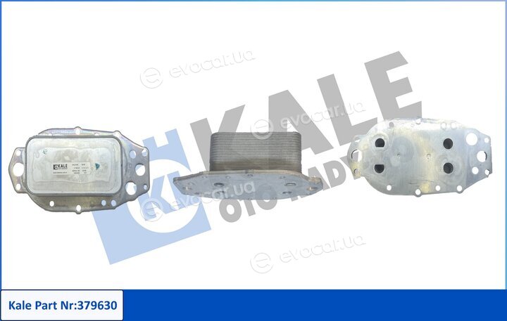 Kale 379630