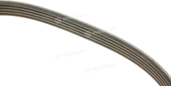Dayco 5PK1010