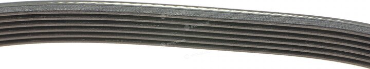 Dayco 6PK1013