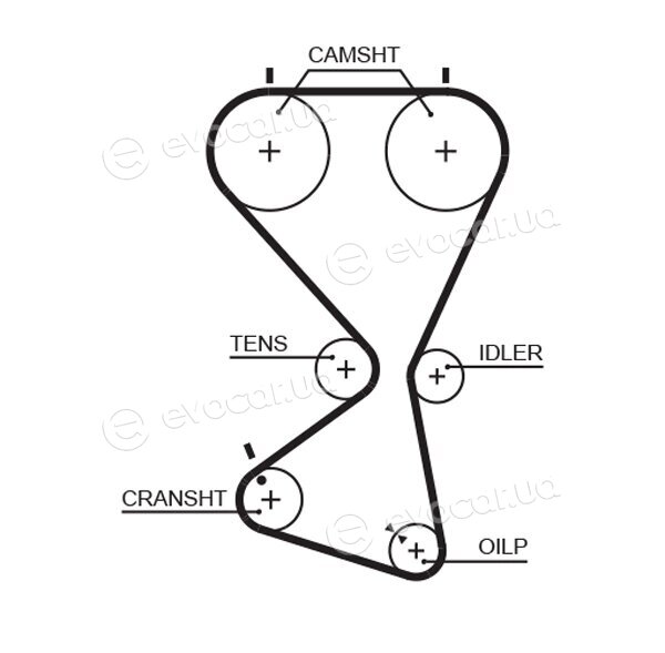 Gates K015556XS