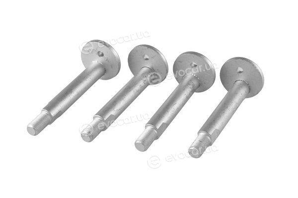 Tedgum TED55077