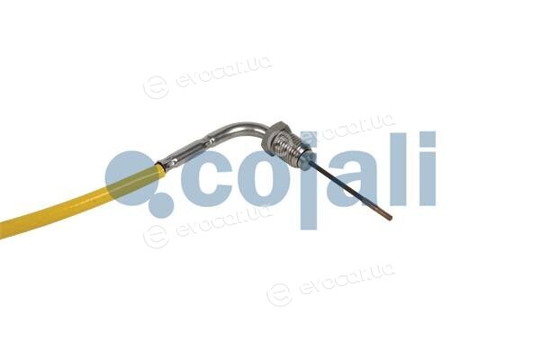 Cojali 2262019