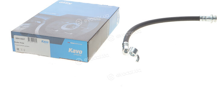 Kavo BBH-6667